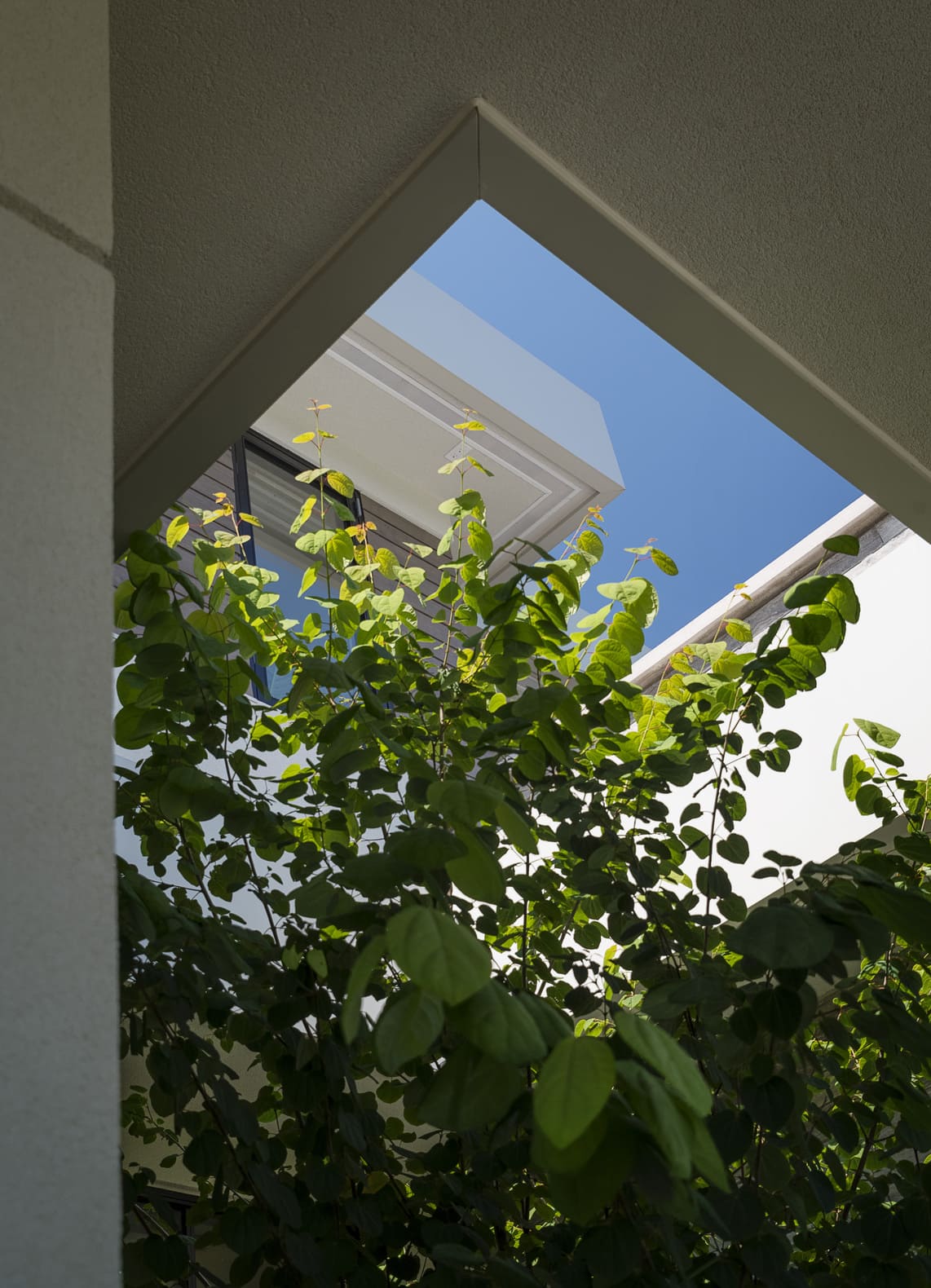 Natural sunlight and greenery at the Rockfliffe Project, custom built by DB Custom Homes.